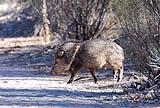 Javelina Bosque New Mexico Dec 2021